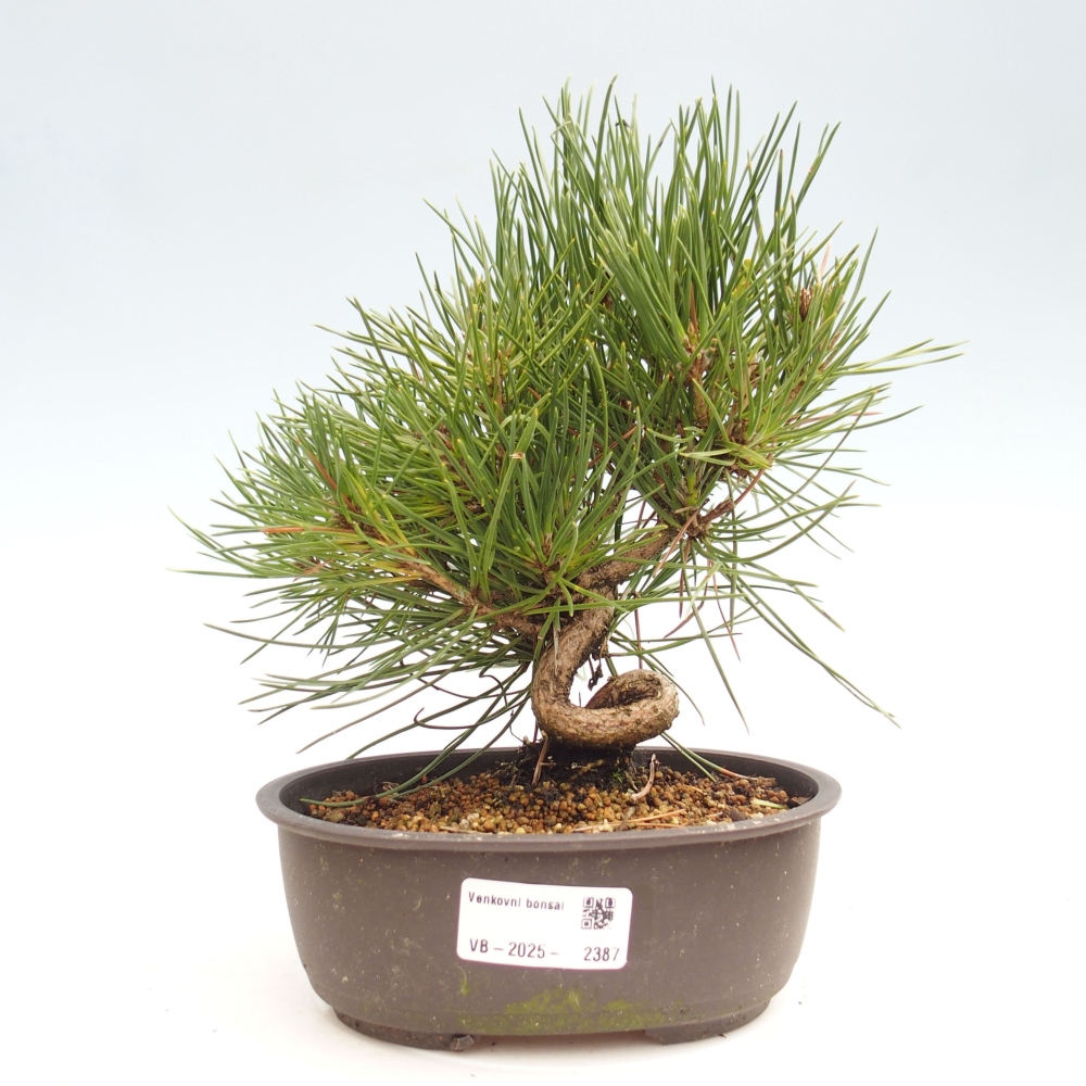 Vonkajší bonsai - Pinus thunbergii - Borovica thunbergova