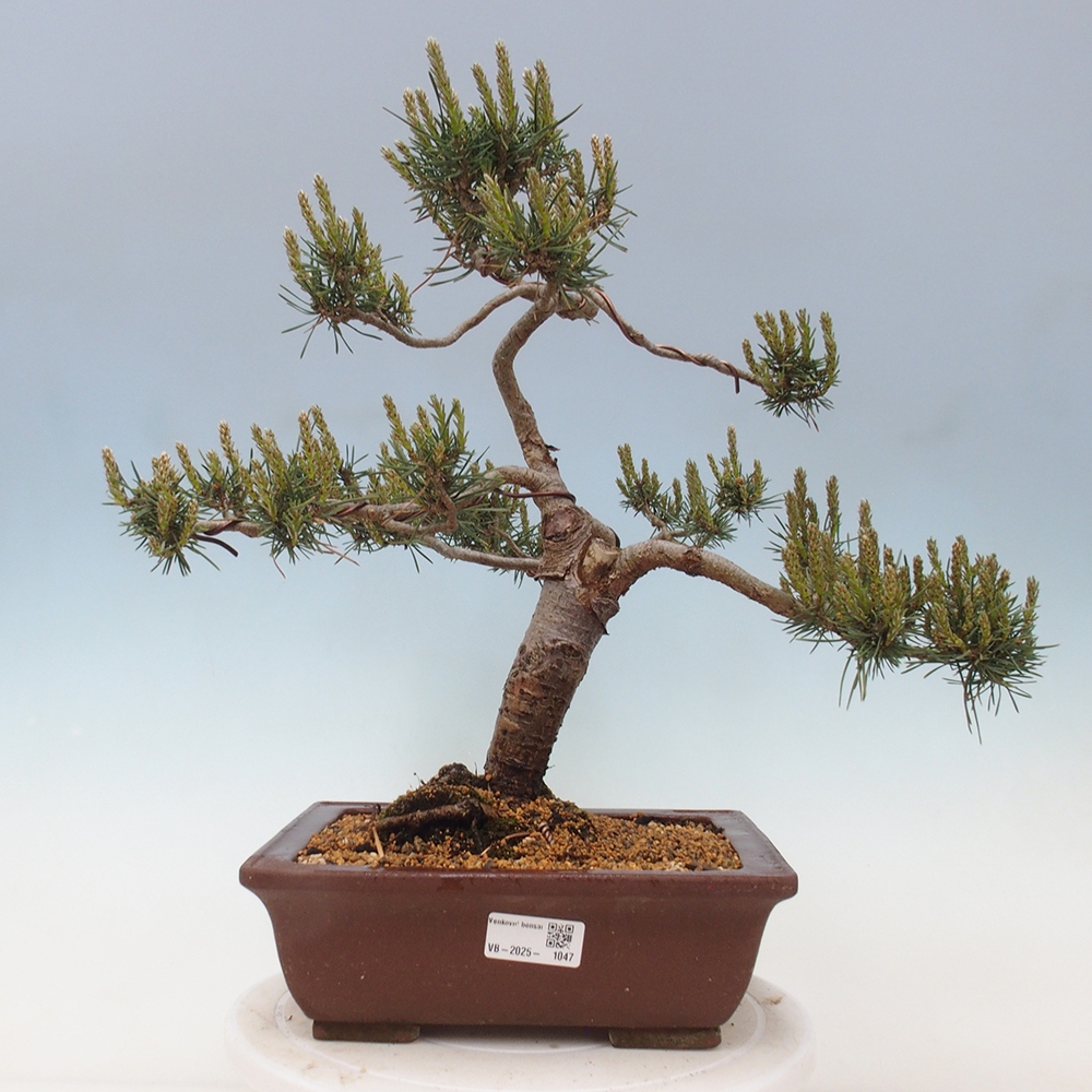Vonkajšie bonsai - Pinus Sylvestris - Borovica lesná
