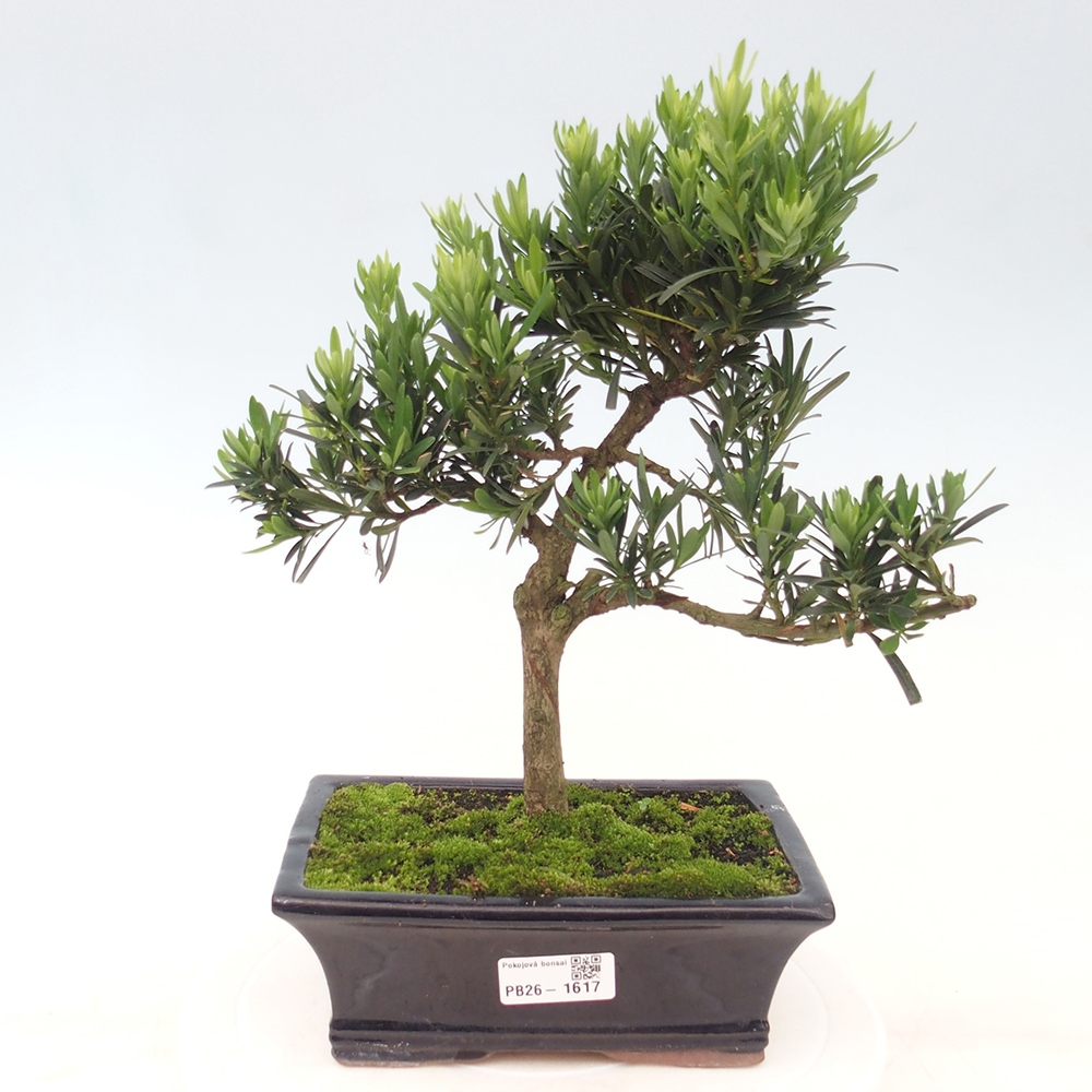 Izbové bonsaje - Podocarpus - Kamenný tis