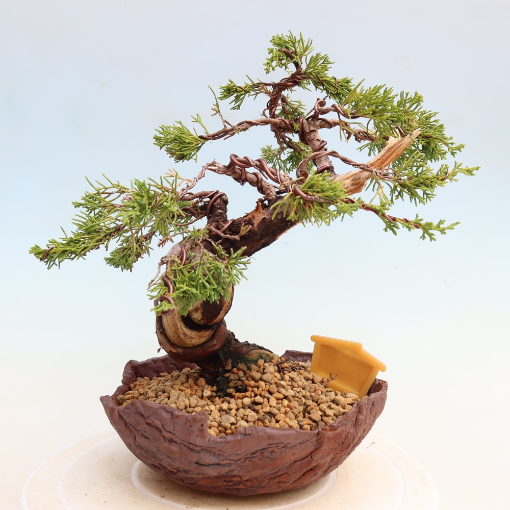 Vonkajší bonsai – Juniperus chinensis Itoigawa – čínsky jalovec