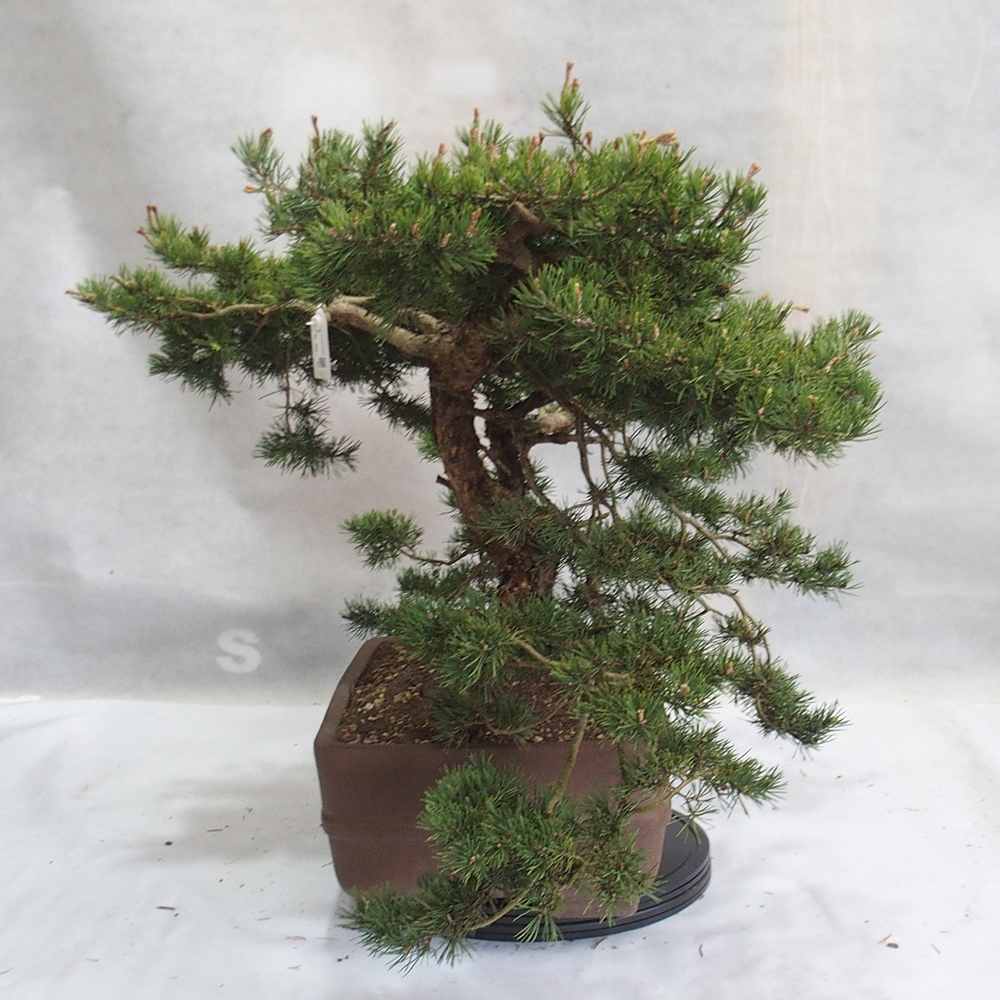 Yamadori - Pinus sylvestris 