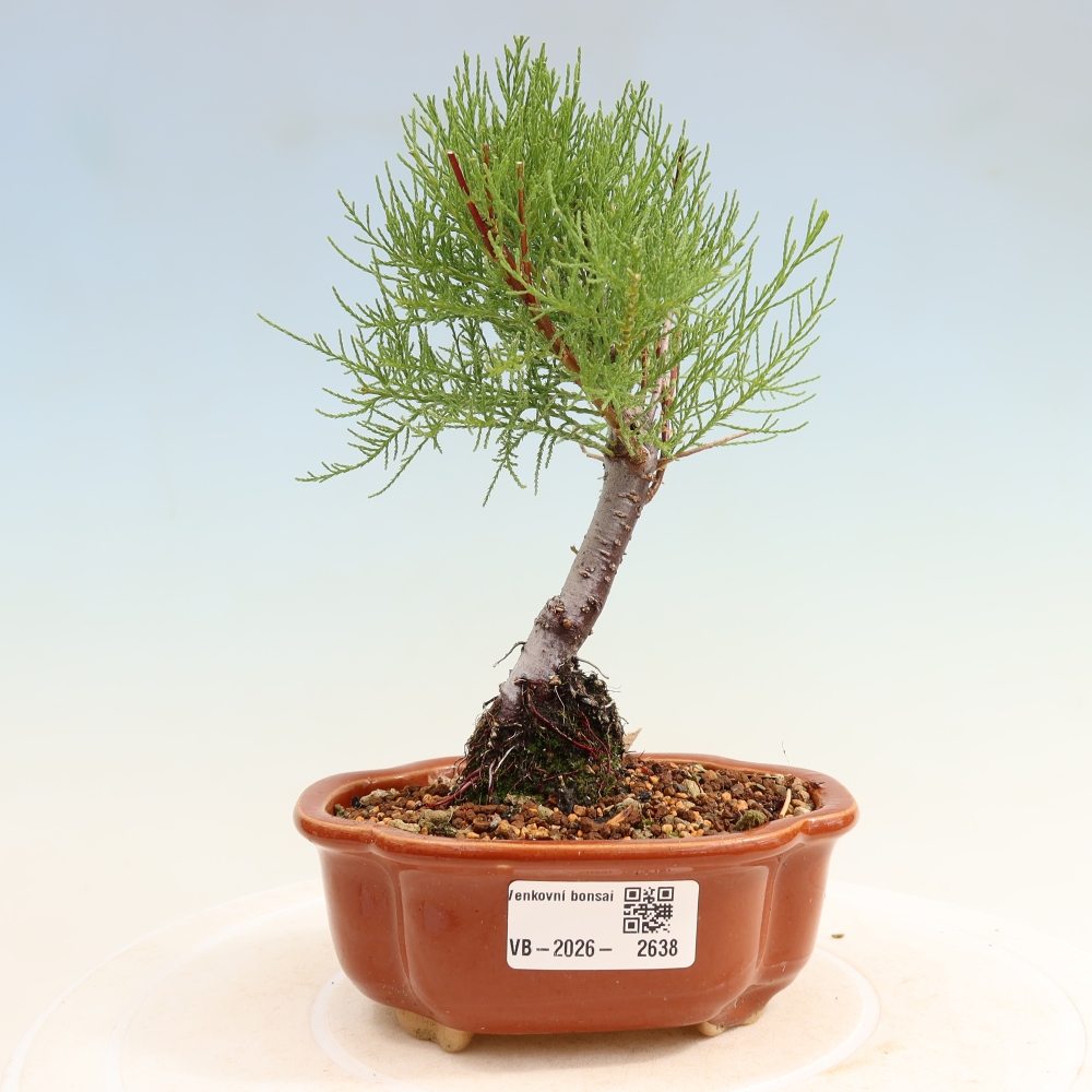 Vonkajšie bonsaje – Tamaryšek – Tamarix