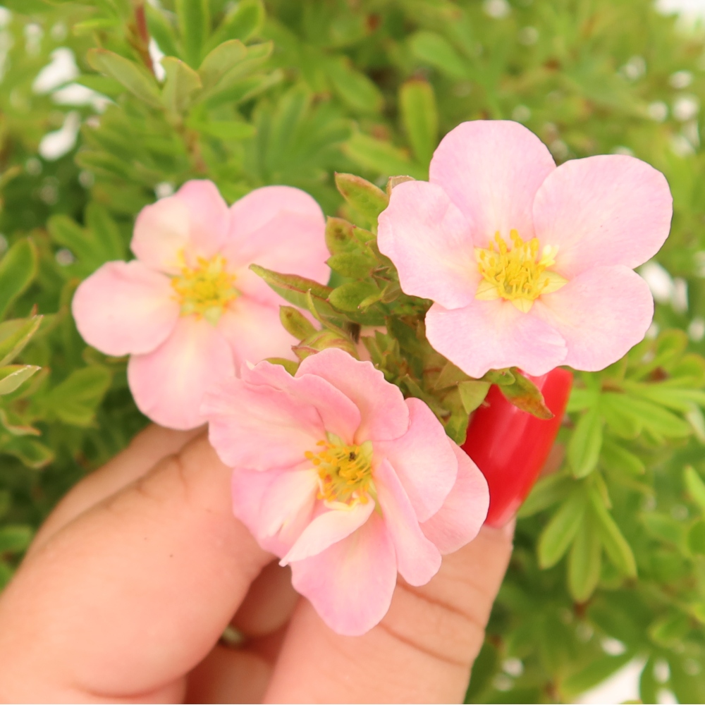 Vonkajší bonsai – kríkovitá mochna – Potentila fruticosa Bellissima