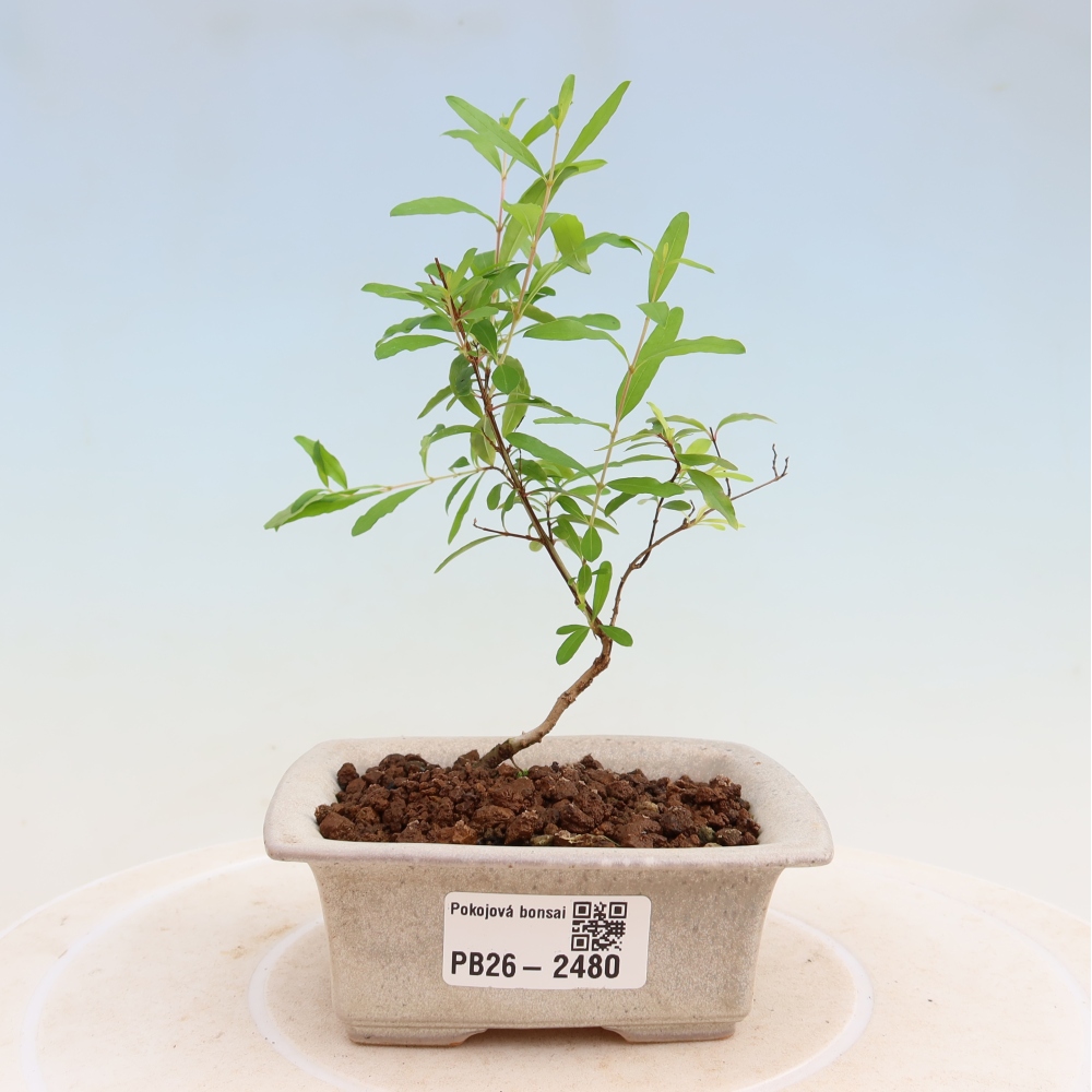 Izbový bonsaj-PUNICA granatum nana-Granátové jablko