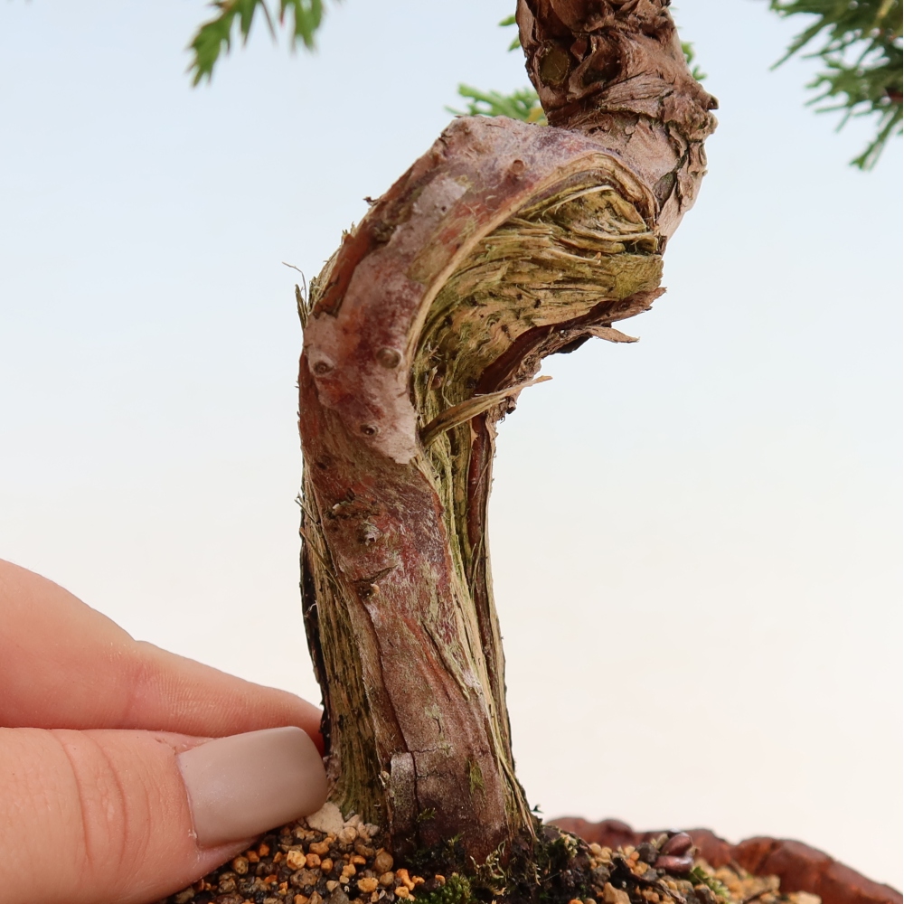 Vonkajší bonsai – Juniperus chinensis Itoigawa – čínsky jalovec