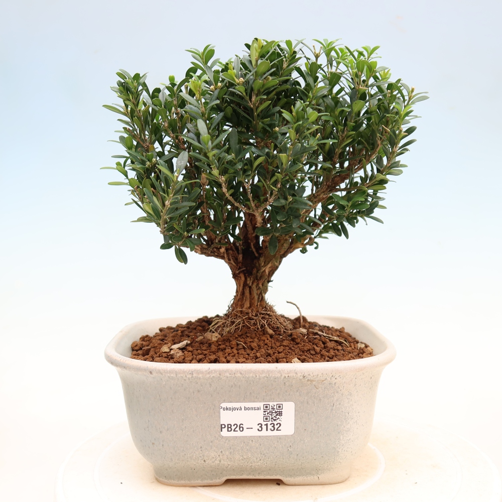 Izbové bonsaje - Buxus harlandii - korkový buxus