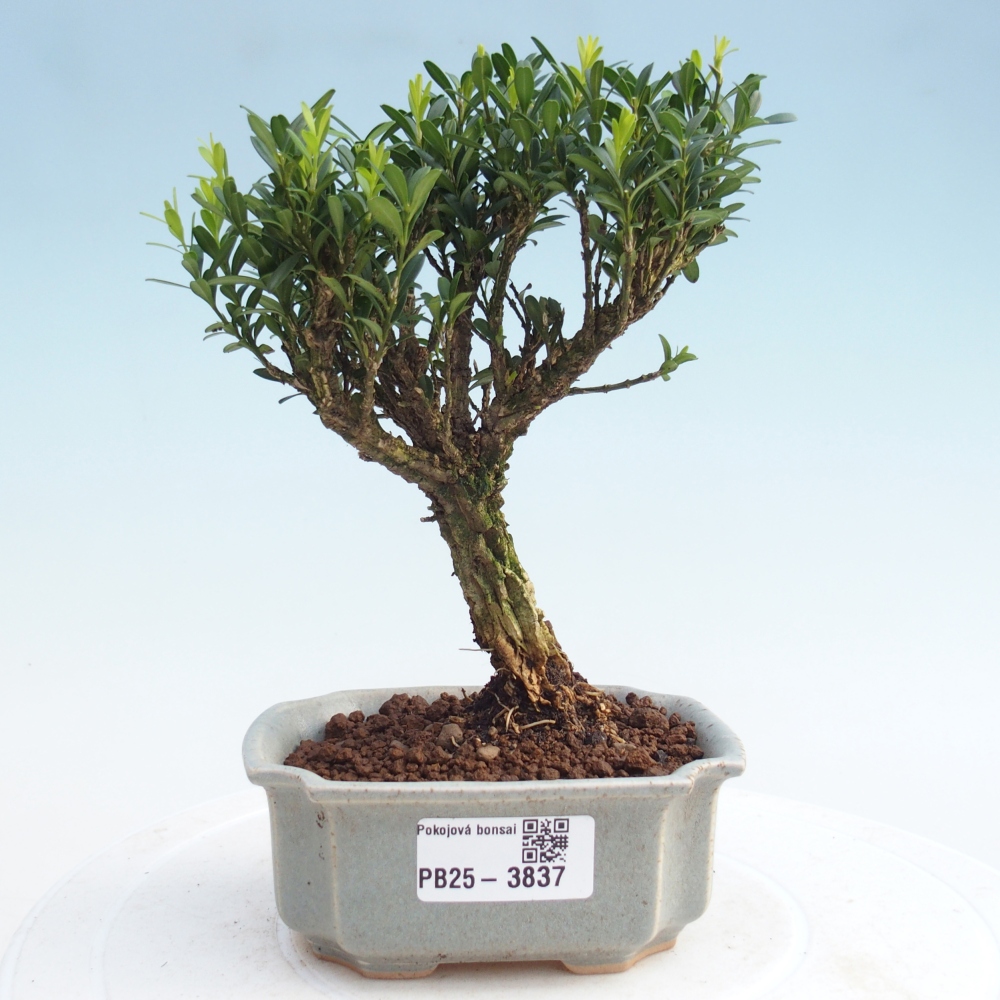 Izbové bonsaje - Buxus harlandii - korkový buxus