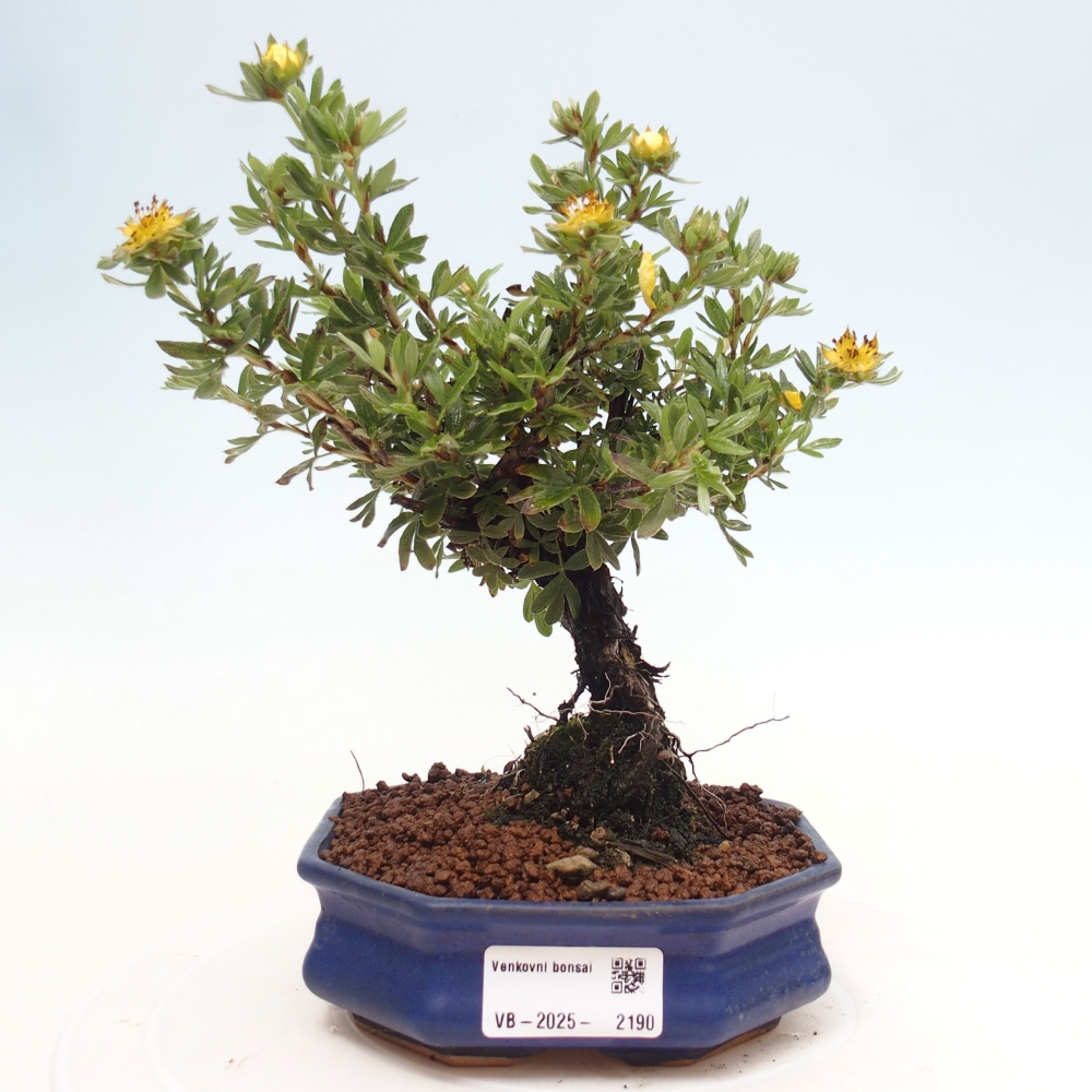 Vonkajšia bonsai-Nátržník krovitá - potentila fruticosa yellow Bird