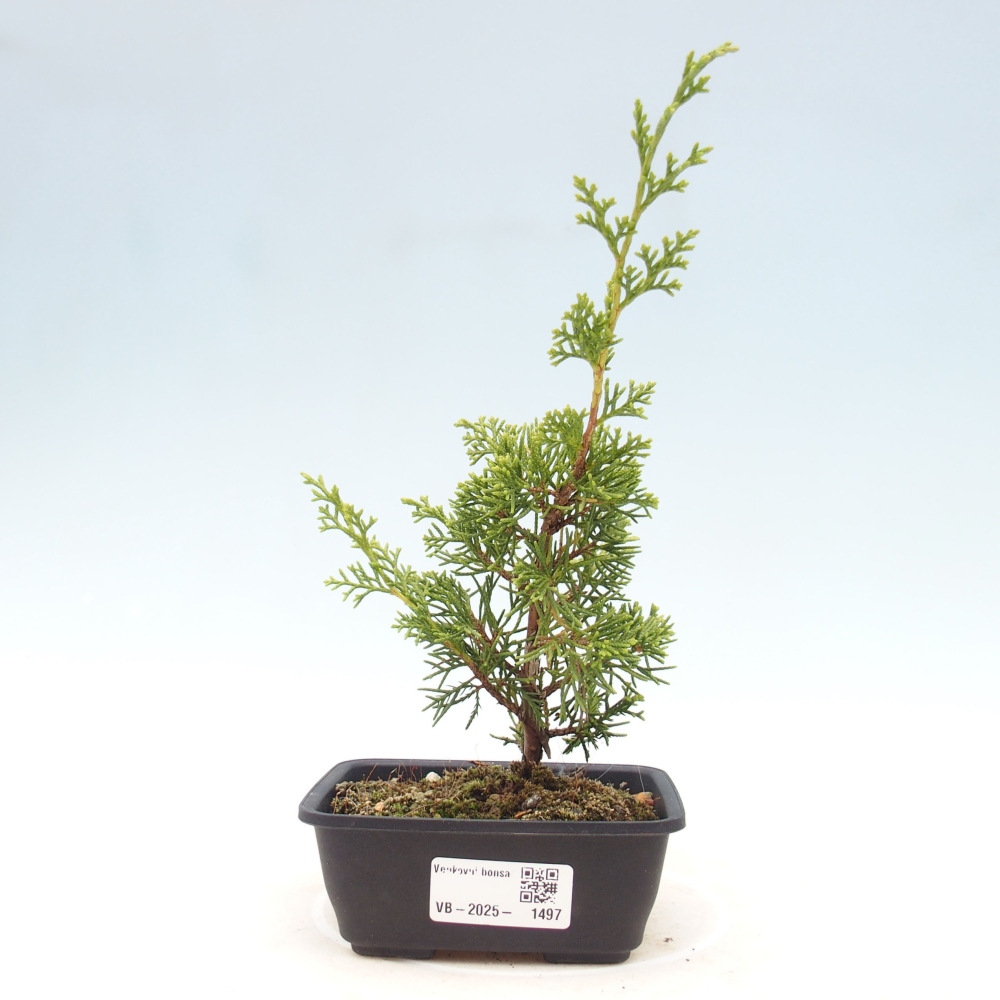 Vonkajší bonsai - Juniperus chinensis Itoigawa -Jalovec čínsky