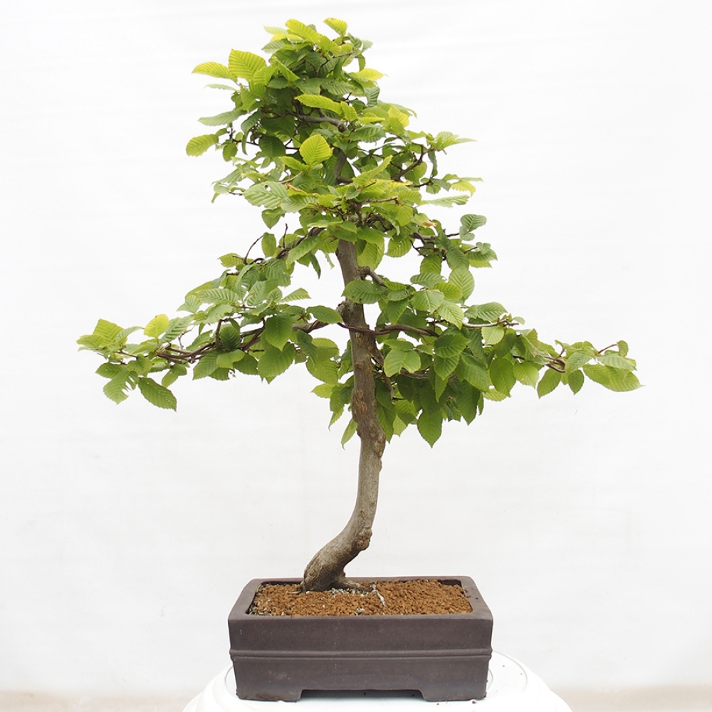 Vonkajší bonsai - Hrab obyčajný - Carpinus betulus