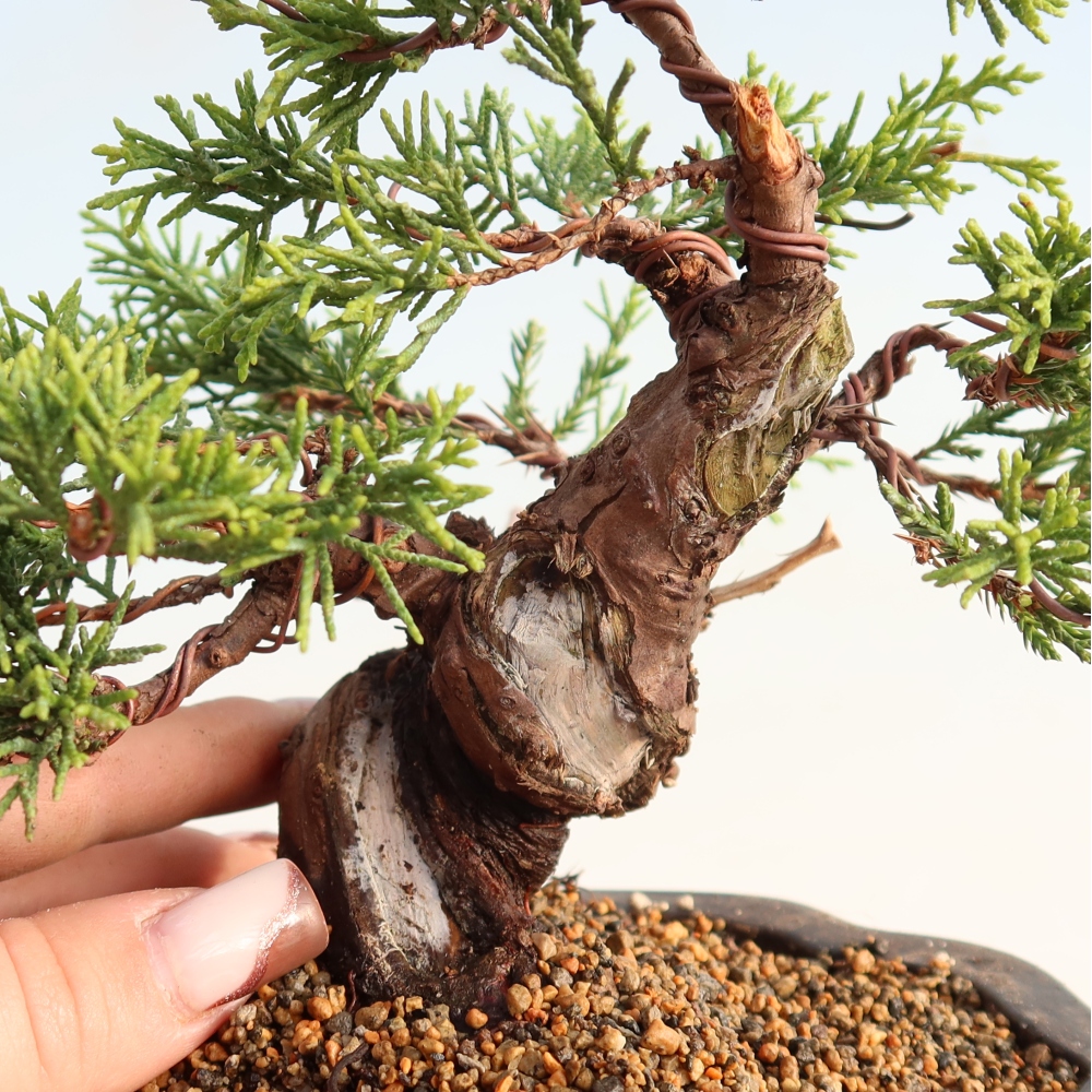 Vonkajší bonsai - Juniperus chinensis Itoigawa -Jalovec čínsky