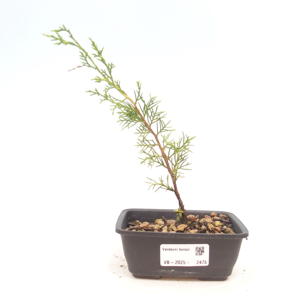 Vonkajší bonsai - Juniperus chinensis Itoigawa -Jalovec čínsky