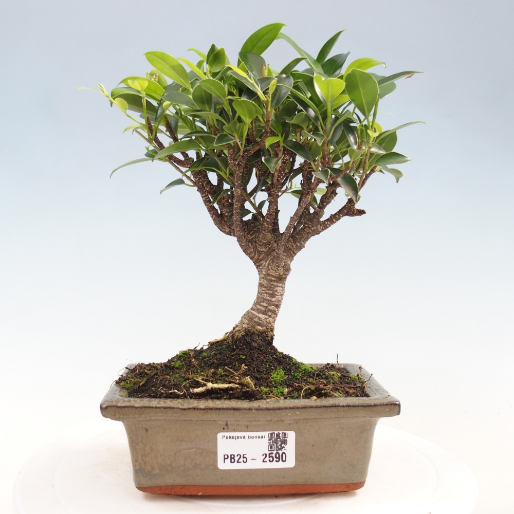 Izbová bonsai - Ficus retusa - malolistý fikus