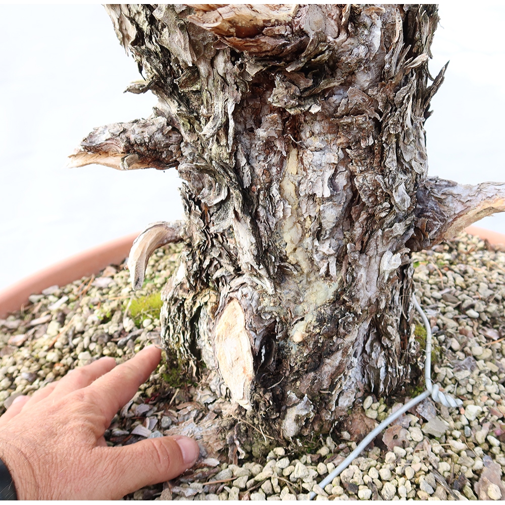 Pinus sylvestris Španielsko – borovica lesná