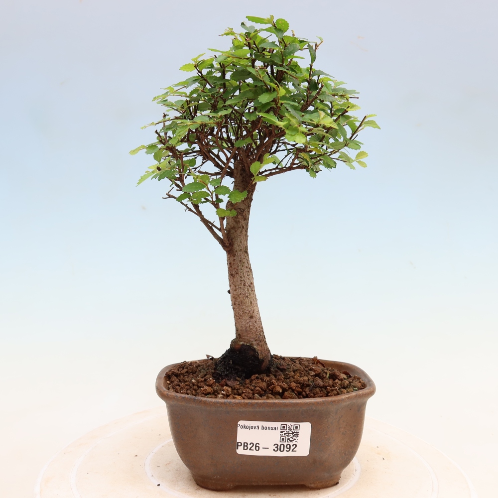 Izbový bonsaj - Ulmus parvifolia - brest malolistý