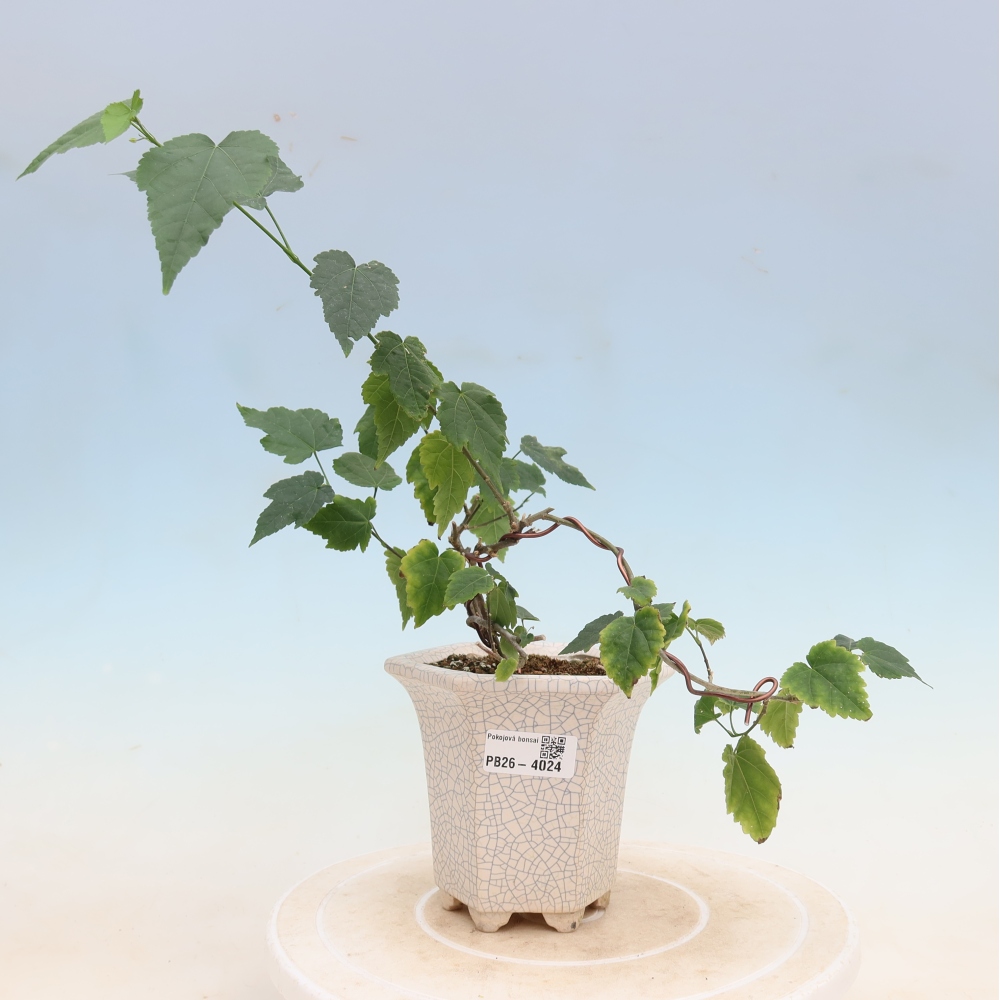 Izbový bonsaj - Abutilon Big Bell - Cloudberry