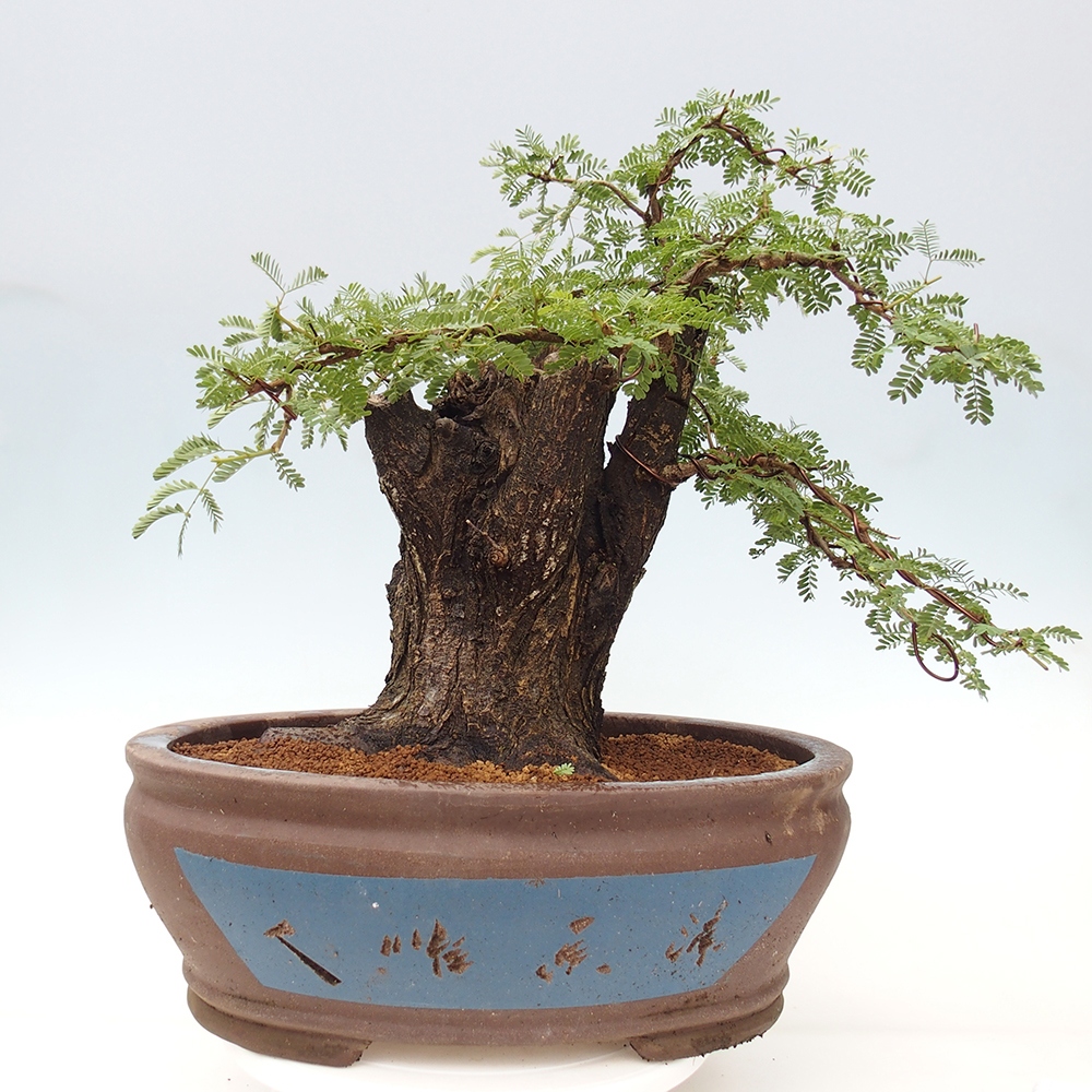 Izbová bonsai - Akacia Arabica