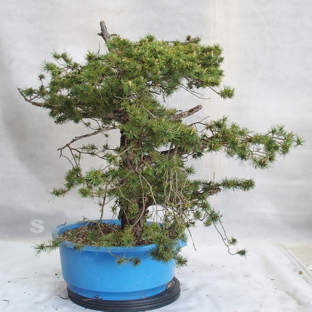 Yamadori - Pinus sylvestris 