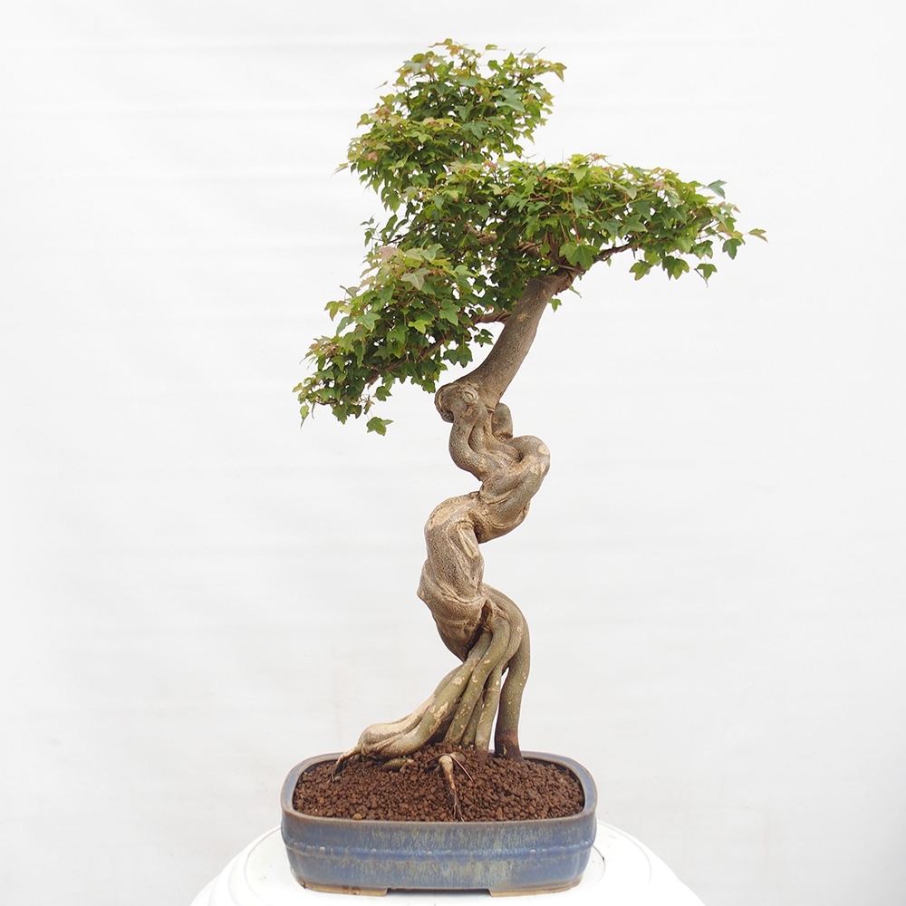 Vonkajšie bonsai - Javor Buergerianum - Javor Burgerův