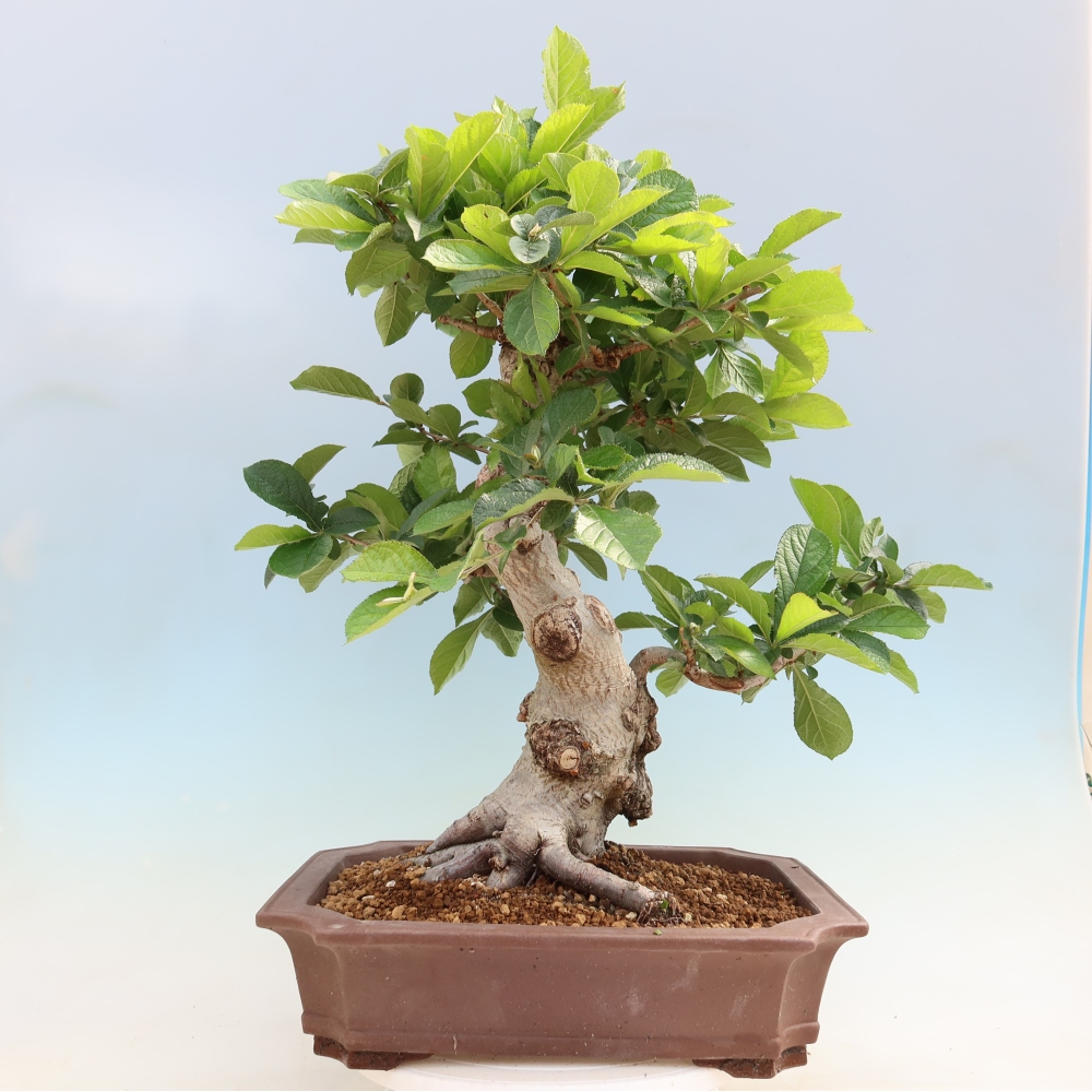 Vonkajšie bonsaje – Photinia chlpatá – Photinia villosa