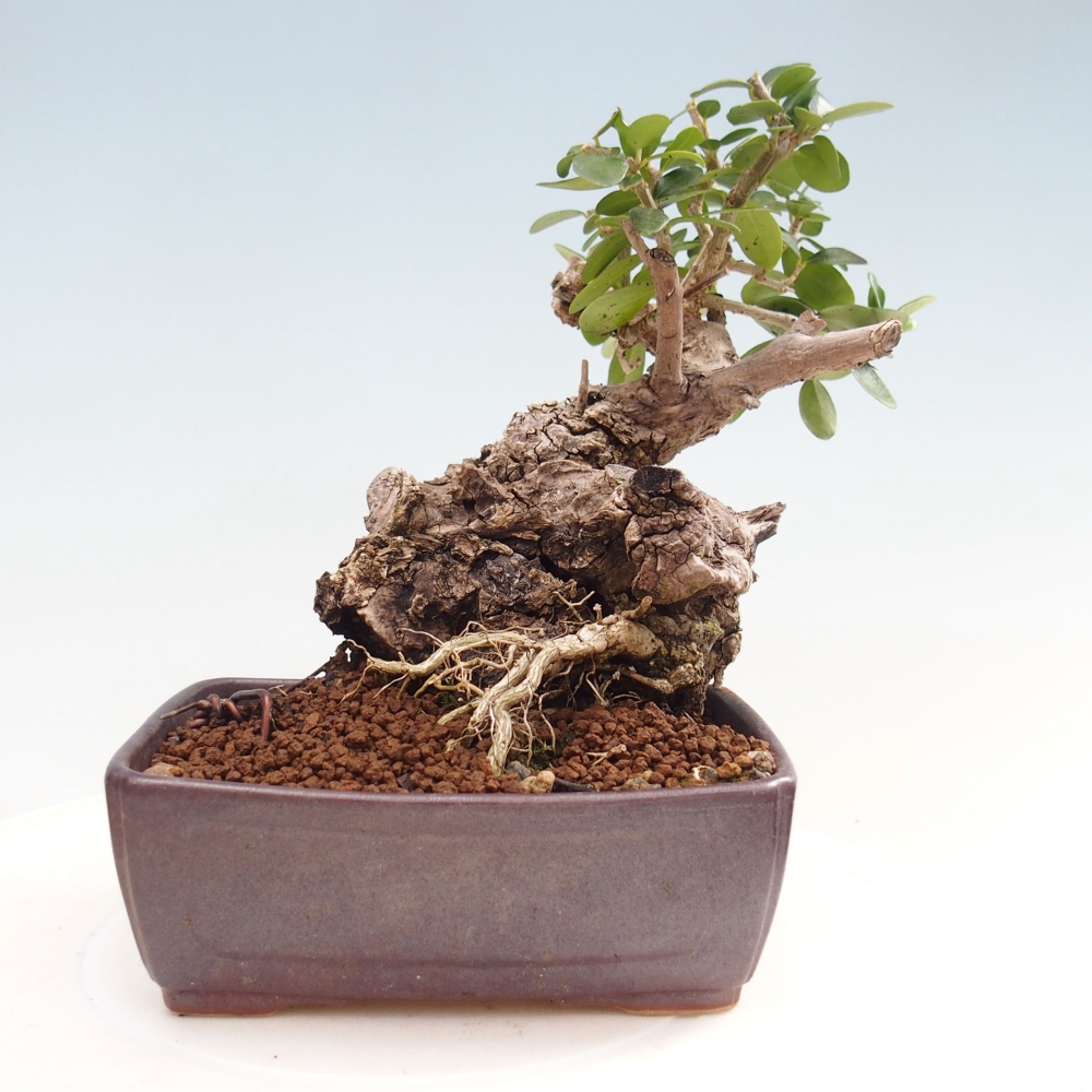 Izbová bonsai - Olea europaea sylvestris -Oliva evropská drobnolistá