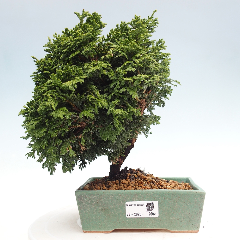 Vonkajší bonsai - Cham.pis Parslori - Cyprus