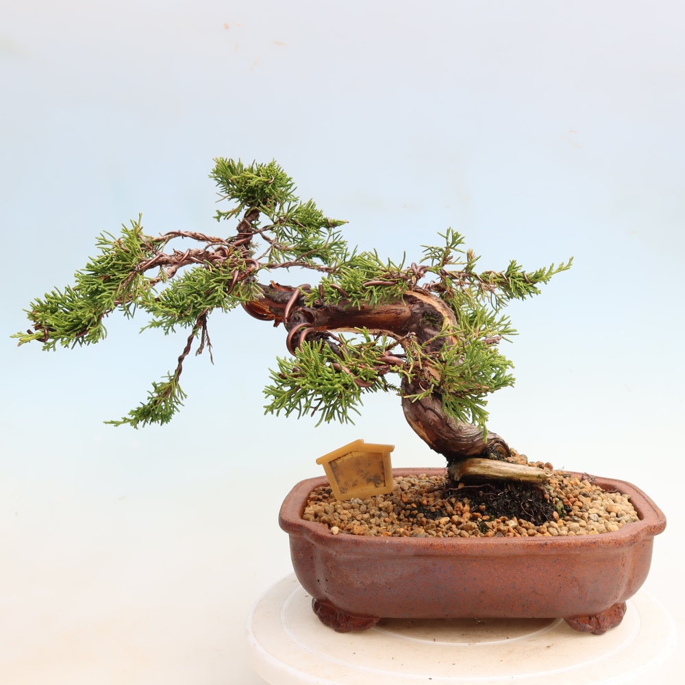 Vonkajší bonsai – Juniperus chinensis Itoigawa – čínsky jalovec