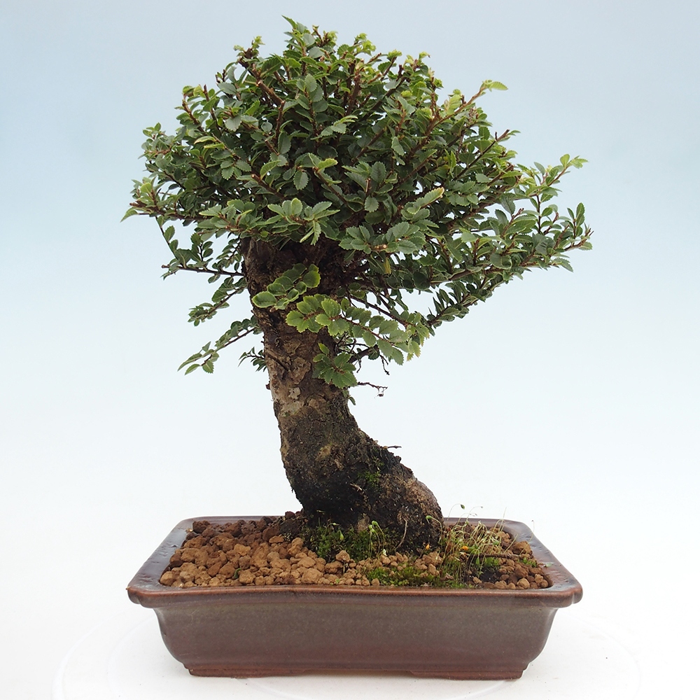 Vonkajší bonsai - Ulmus parvifolia Hokkaido - brest Čínsky