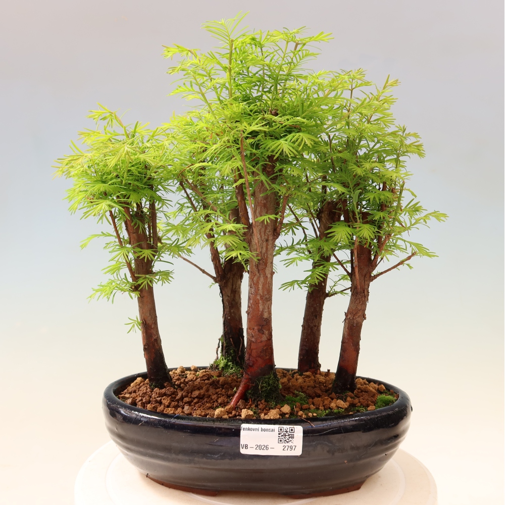 Vonkajší bonsai – Metasequoia glyptostroboides – čínska metasekvoja – hájik