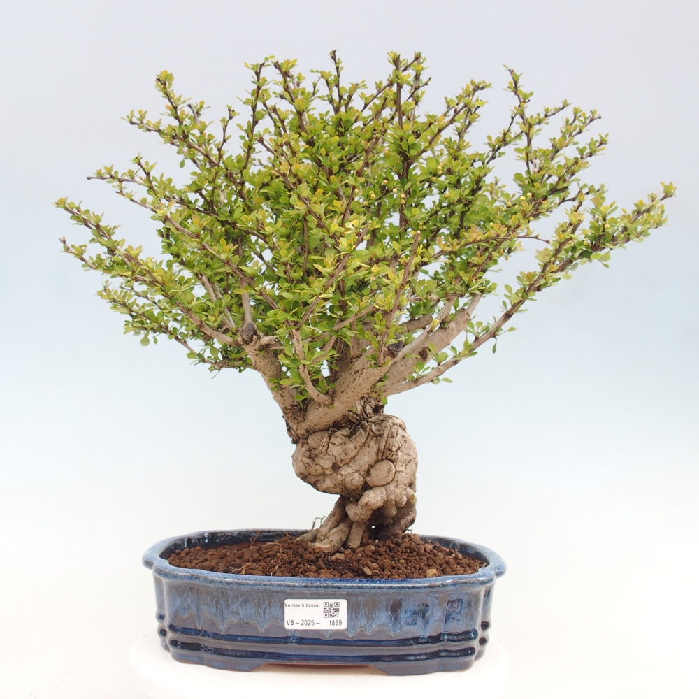 Vonkajšie bonsaje - Berberis coreana
