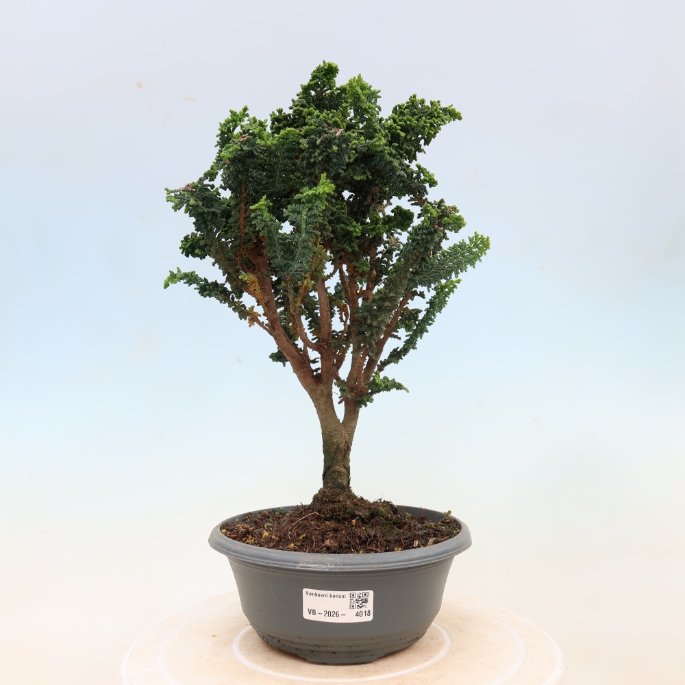 Vonkajší bonsaj - Cham. obtusa SEKKA HINOKI - Cypruštek
