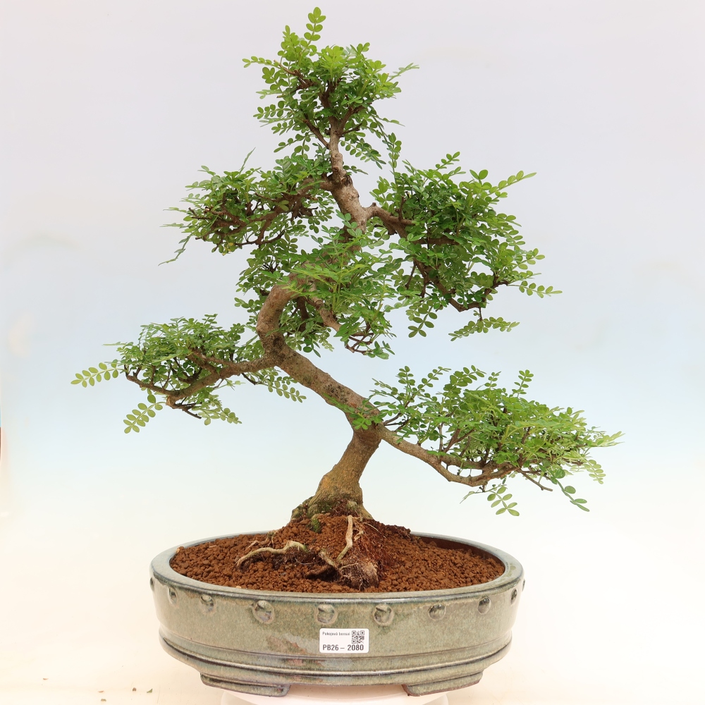 Izbový bonsaj - Zantoxylum piperitum - paprikový strom