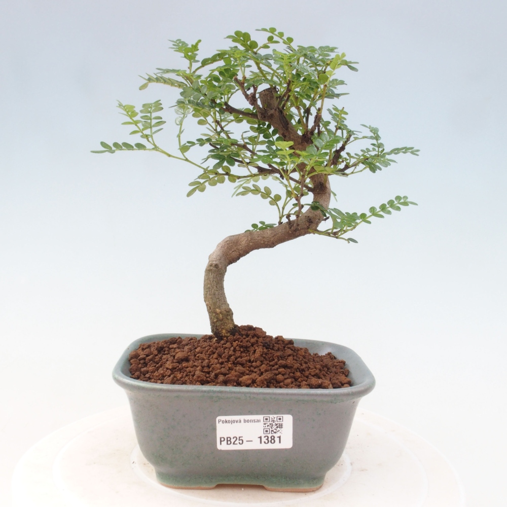 Izbová bonsai - Zantoxylum piperitum - piepor