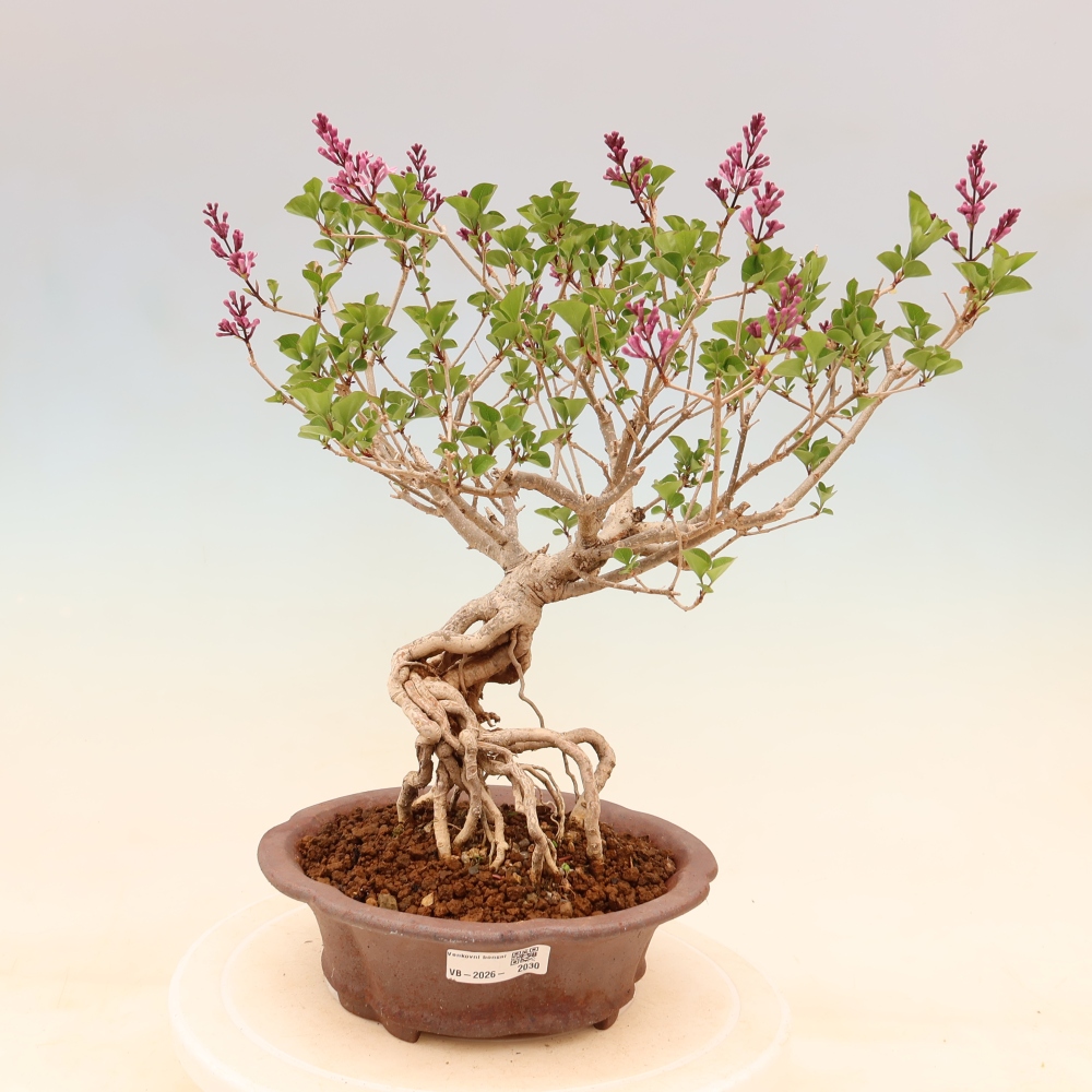 Vonkajší bonsaj - Syringa microphylla - drobnokvetý šeřík