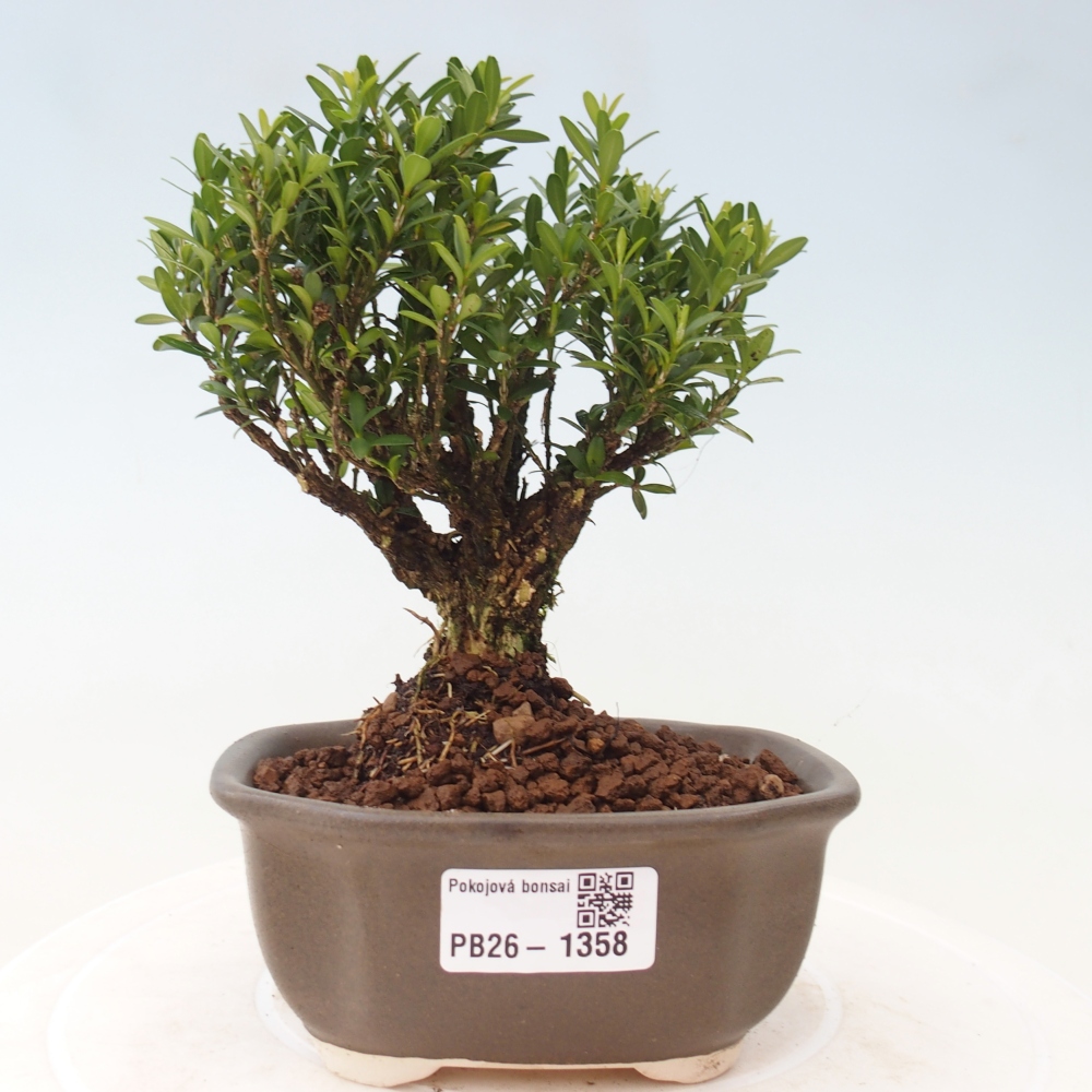 Izbové bonsaje - Buxus harlandii - korkový buxus