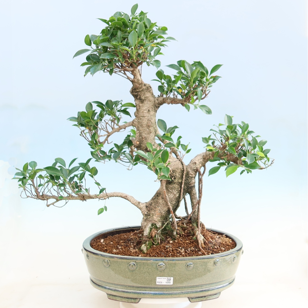 Izbové bonsaje - Ficus kimmen - drobnolistý fikus