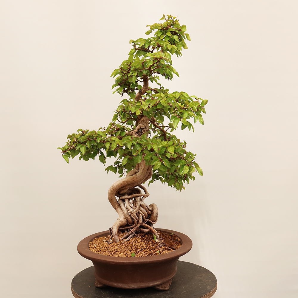 Vonkajší bonsai -Carpinus Coreana - Hrab kórejský