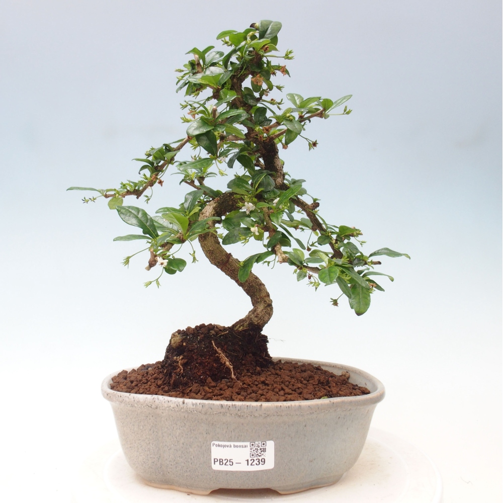Izbová bonsai - Carmona macrophylla - Čaj fuki