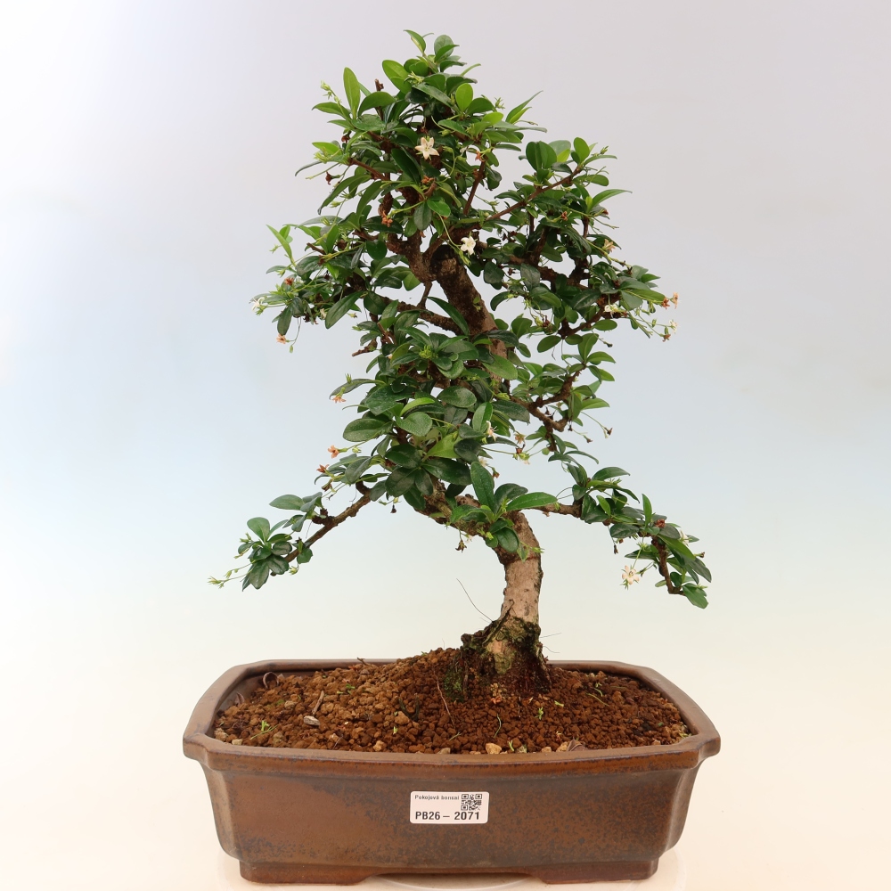 Izbové bonsaje - Carmona macrophylla - Tea fuki