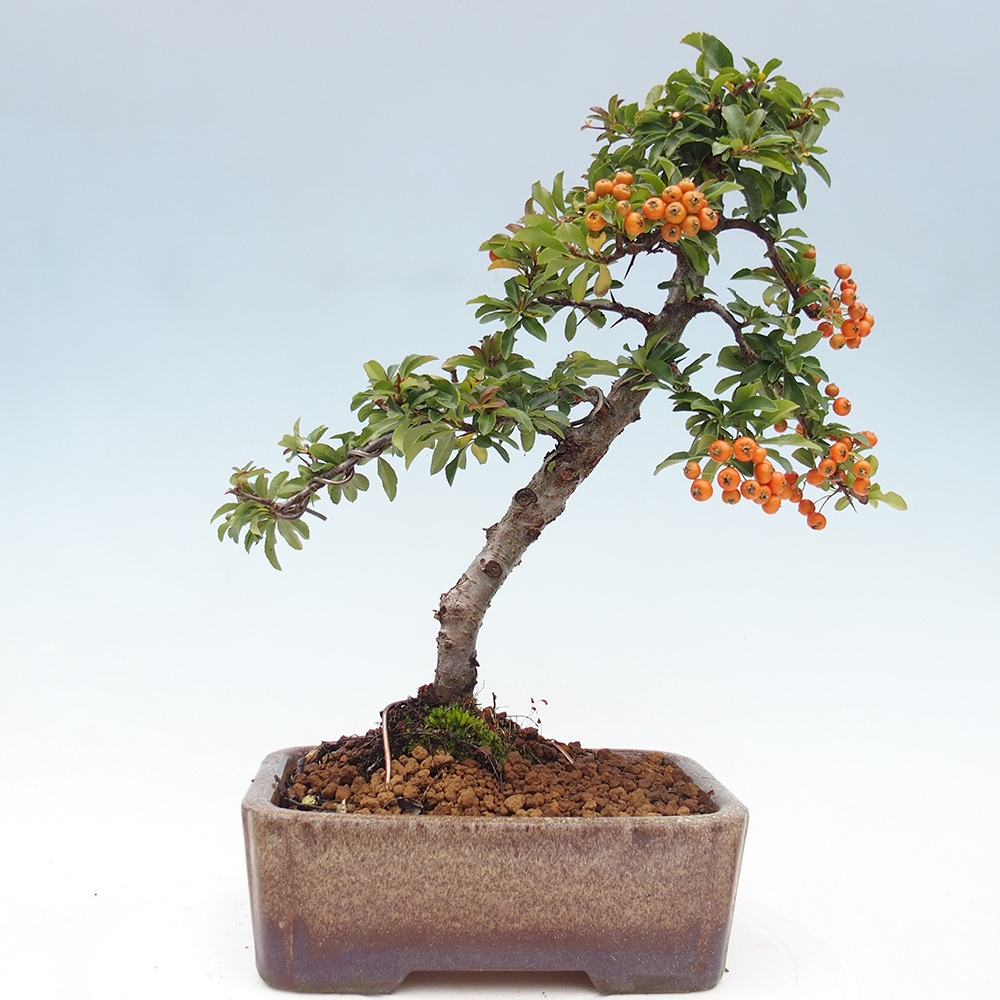 Vonkajšia bonsai-Pyracanta Teton -Hlohyně