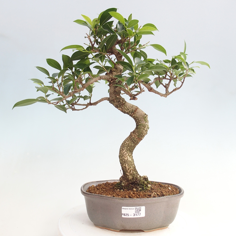 Izbová bonsai - Ficus retusa - malolistá fikus