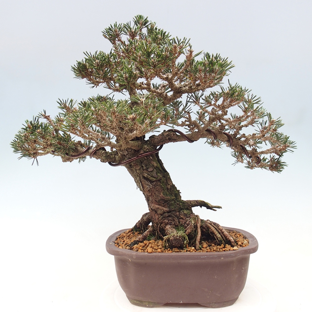 Vonkajšia bonsaj - Pinus thunbergii Kotobuki - borovica Thunbergova