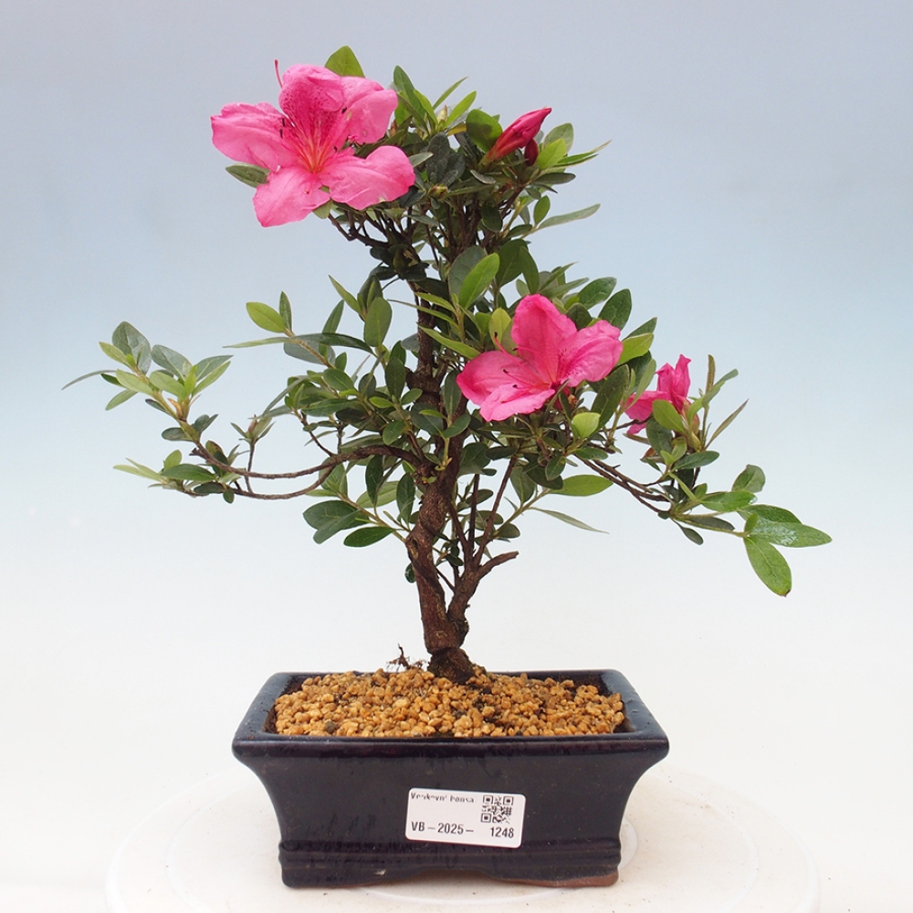 Vonkajší bonsai - Japonská azalka - Azalea sp.
