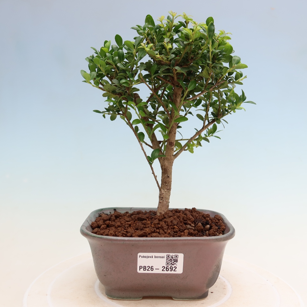 Izbový bonsaj - Ilex crenata - Cesmína