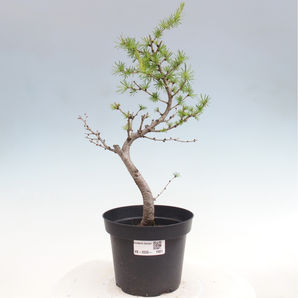 Vonkajšie bonsaje -Larix decidua - Smrekovec