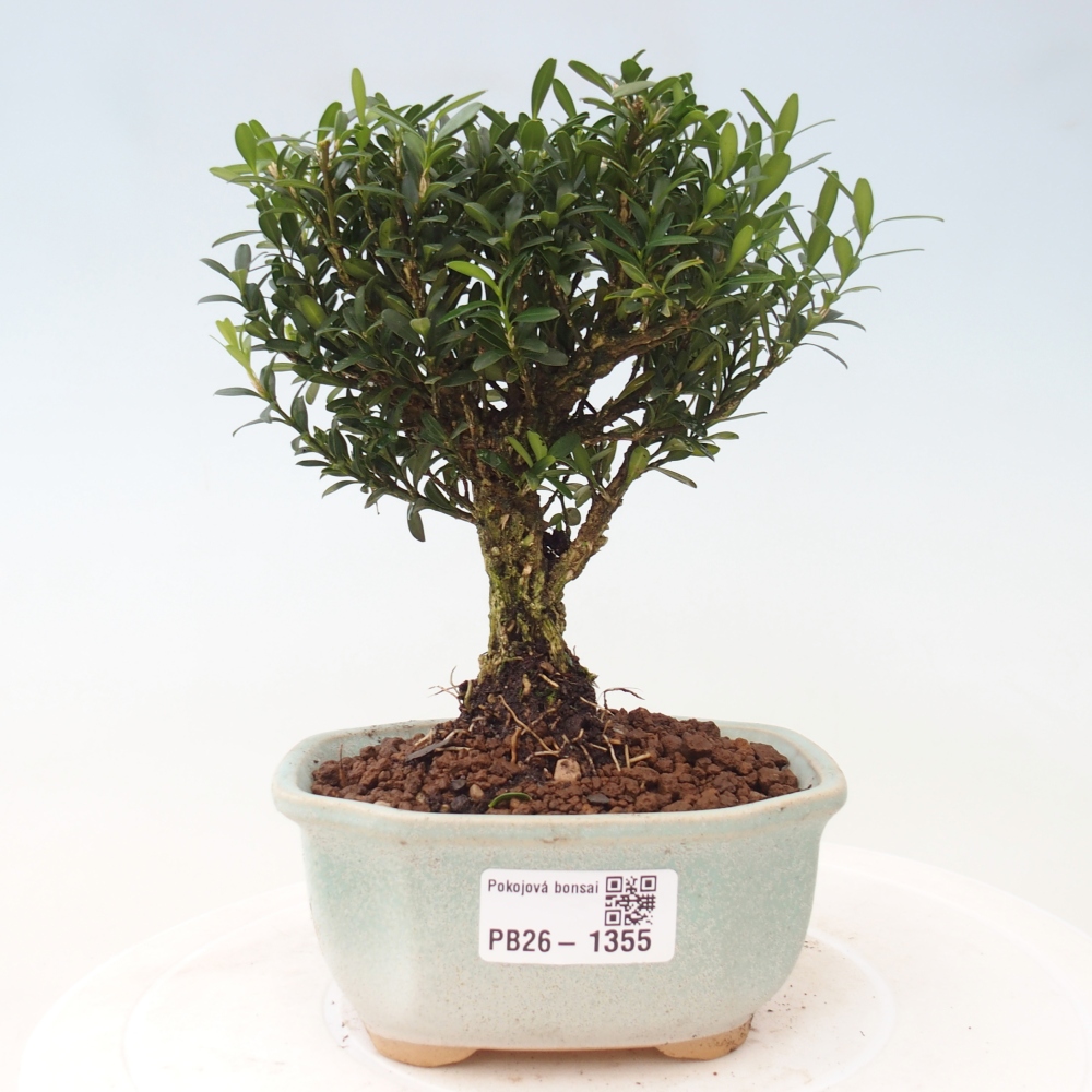 Izbové bonsaje - Buxus harlandii - korkový buxus