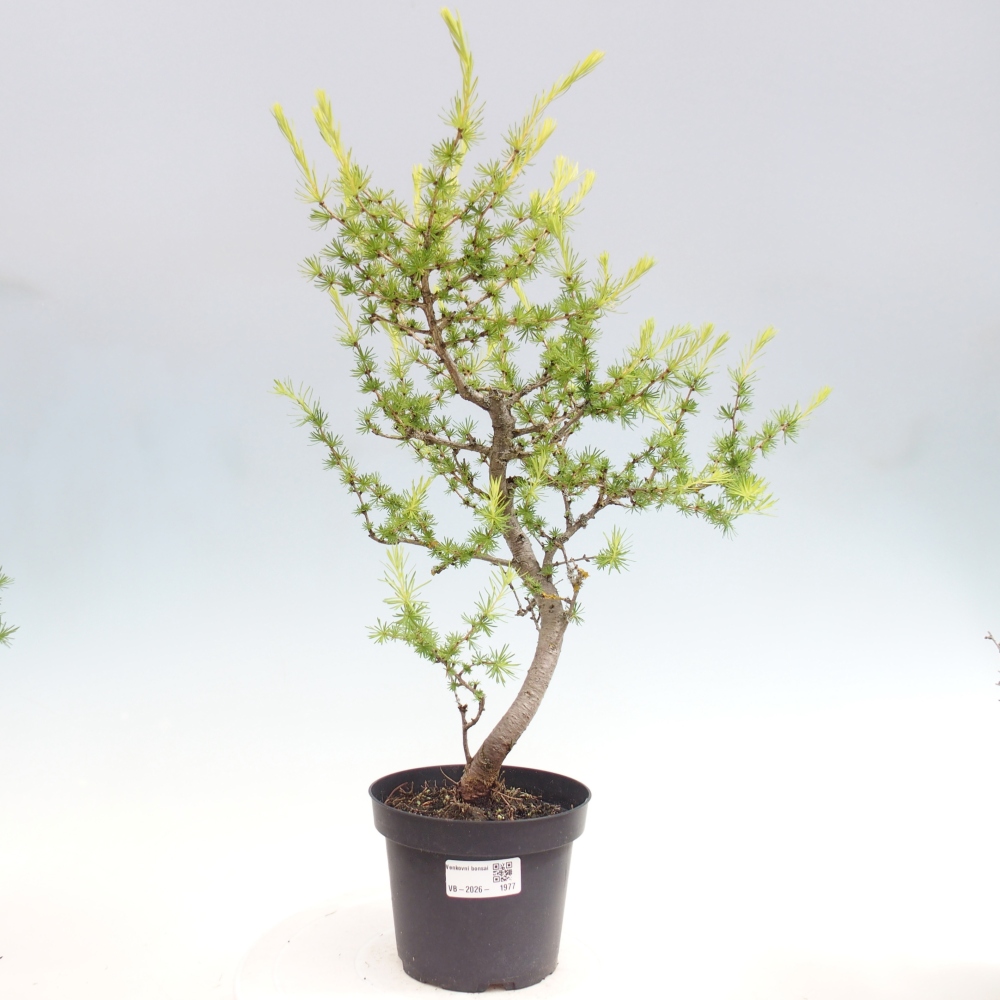 Vonkajšie bonsaje -Larix decidua - Smrekovec