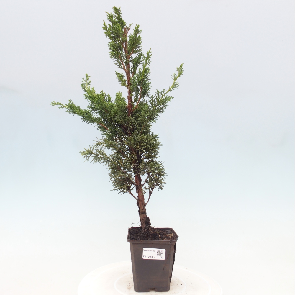 Vonkajší bonsaj - Juniperus chinensis Kishu