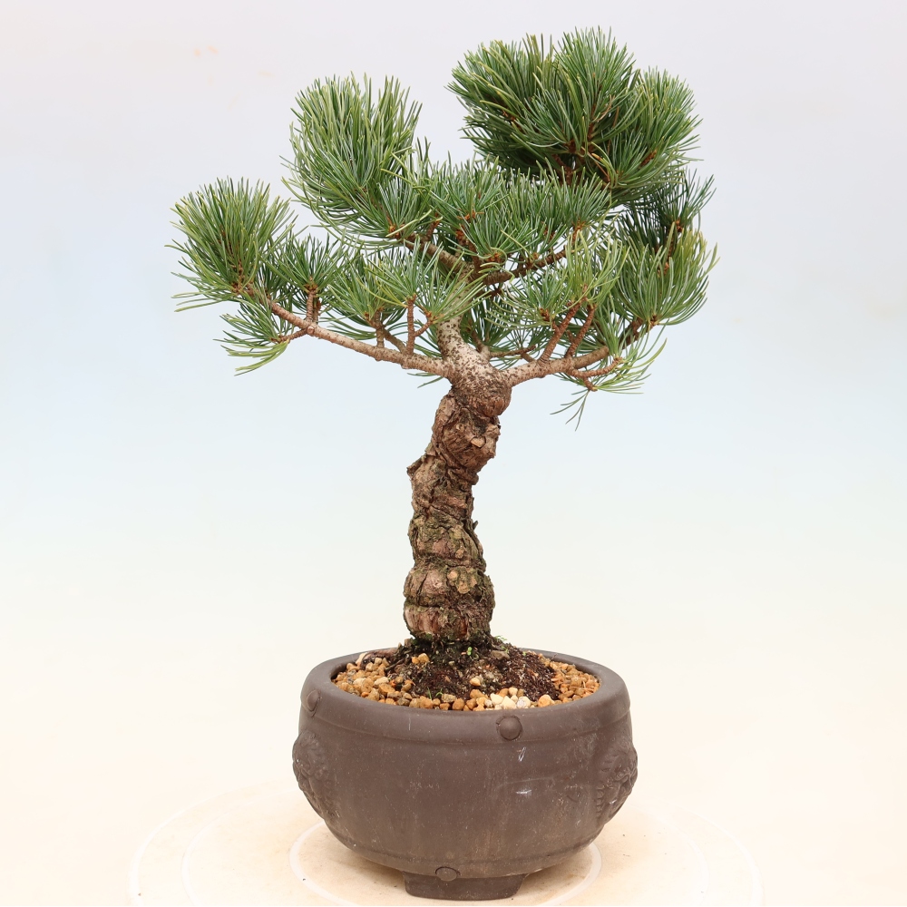 Vonkajšie bonsaje - Pinus parviflora - Pinus parviflora