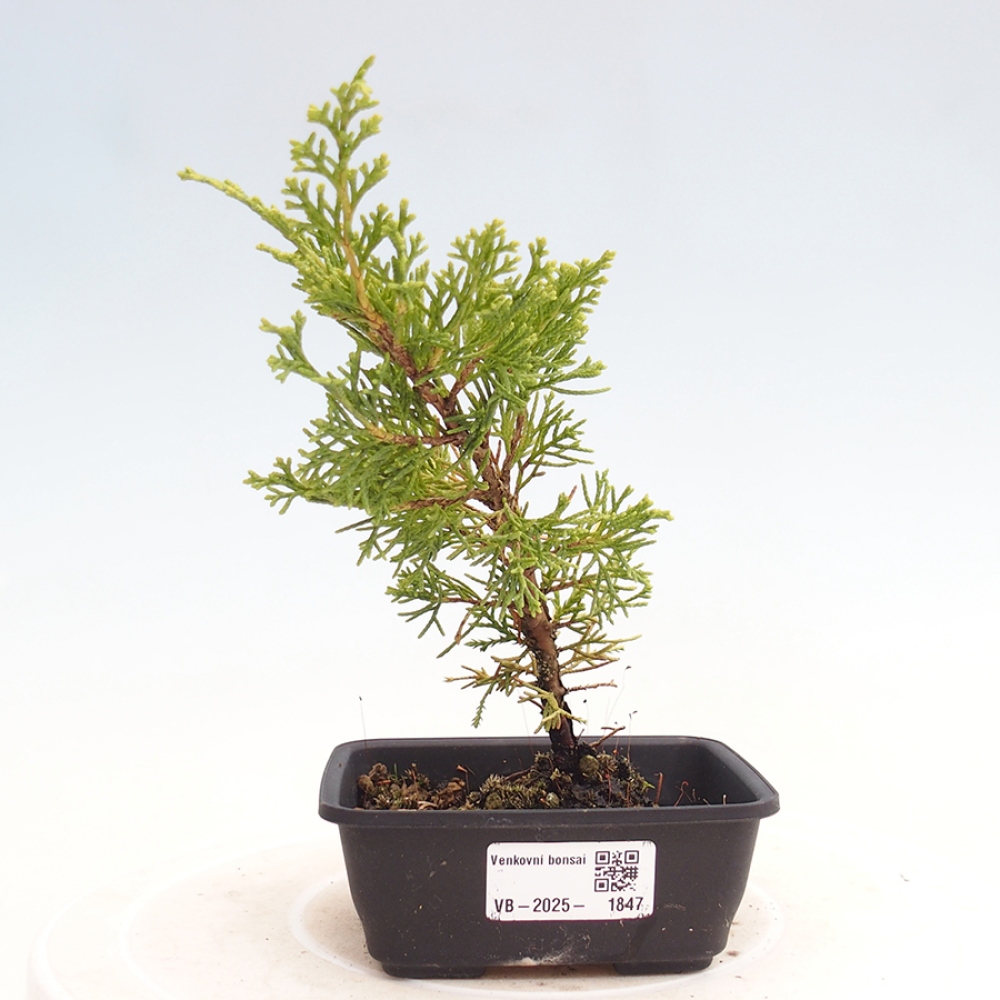 Vonkajší bonsai - Juniperus chinensis Itoigawa -Jalovec čínsky